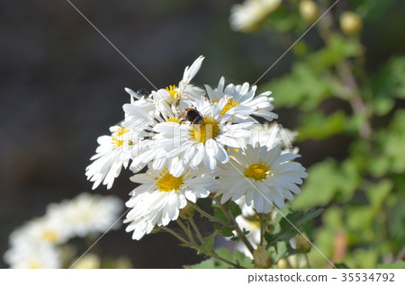 Chrysanthemum flowers and bees Chrysanthemum flowers and bees 35534792