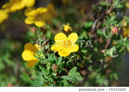 Dasiphora fruticosa flowers 35535000