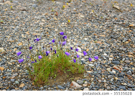 Campanula altaica fowers in Aktru valley. Altai Campanula altaica fowers in Aktru valley. Altai 35535028