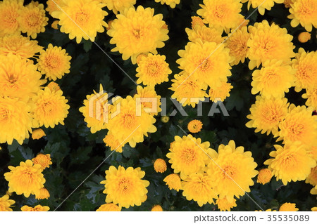 小菊 35535089