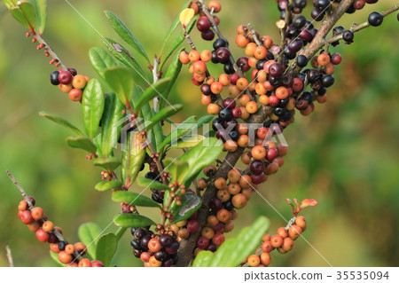 天然植物Hama hisakiki,附著在它上面的水果。它將餵養冬季的鳥類 天然植物Hama hisakiki,附著在它上面的水果。它將餵養冬季的鳥類 35535094