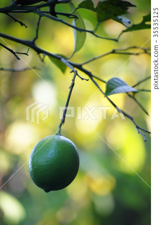 Green lemon Green lemon 35535125