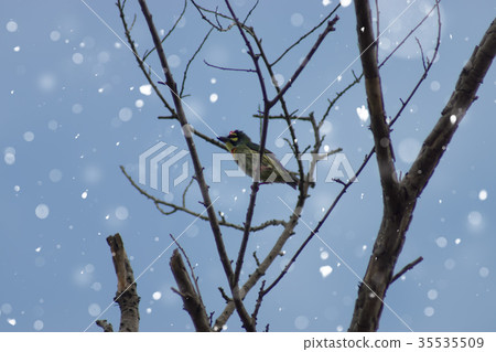 Coppersmith barbet bird on branch. 35535509