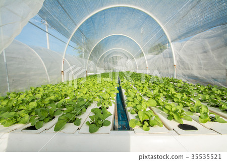 vegetable grown from hydroponics system 35535521