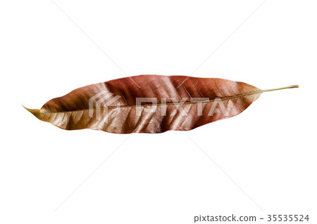 new leaf of mango tree on white backgrond. new leaf of mango tree on white backgrond. 35535524
