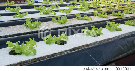vegetable grown from hydroponics system 35535532