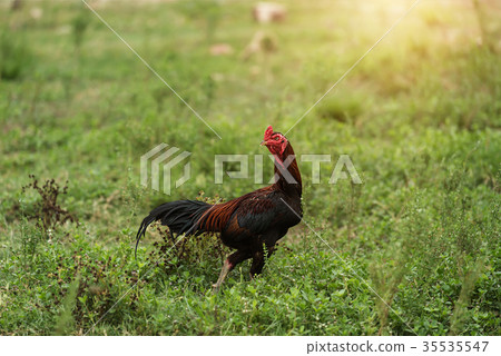 Gamecocks standing on grass 35535547