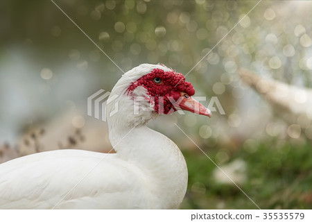 White ducks in open farm White ducks in open farm 35535579