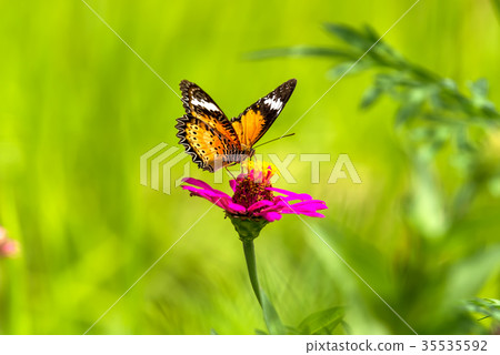 orange butterfly on flower orange butterfly on flower 35535592