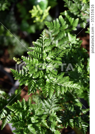 Foot Ferns or Rabbitsfoot, Hairsfoot. 35535616