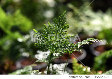 Foot Ferns, Rabbitsfoot, Hairsfoot. Foot Ferns, Rabbitsfoot, Hairsfoot. 35535628