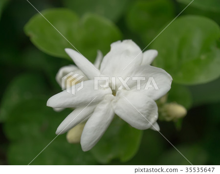White of jasmine flower. White of jasmine flower. 35535647