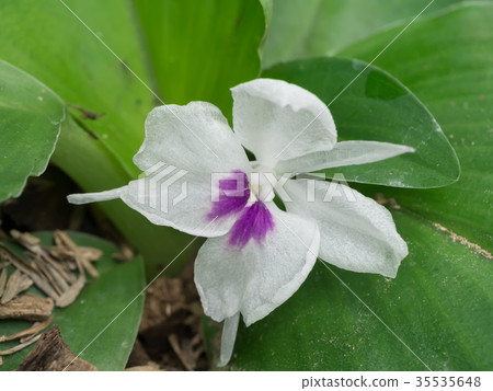 Kaempferia galanga flower Kaempferia galanga flower 35535648