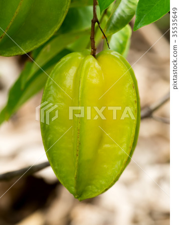 Carambola or Averrhoa carambola fruit. Carambola or Averrhoa carambola fruit. 35535649