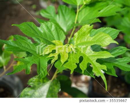 The leaves of mulberry are growing. The leaves of mulberry are growing. 35535667