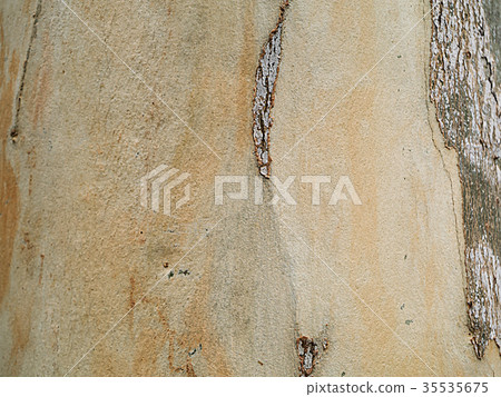 Close up textured of Eucalyptus tree. 35535675