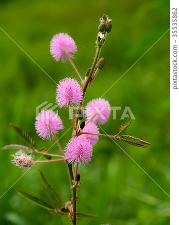 Sensitive plant or mimosa pudica plant. Sensitive plant or mimosa pudica plant. 35535862