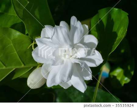 White of jasmine flower. White of jasmine flower. 35535924
