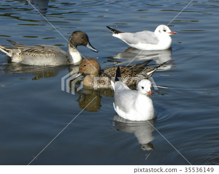 來到Inage海灘公園的小鴨子鴨子和百合鷗 來到Inage海灘公園的小鴨子鴨子和百合鷗 35536149