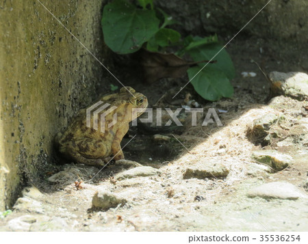 蟾蜍 蟾蜍 35536254
