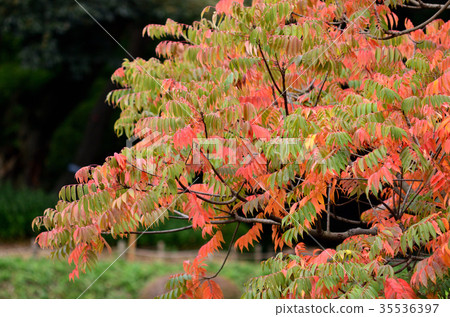 Autumn leaves of Hazenoki 35536397