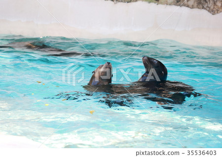 海獅 海獅 35536403