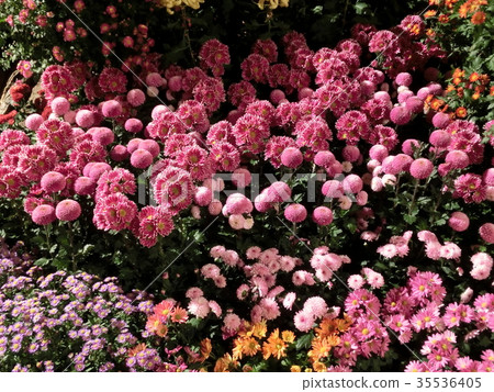 菊花 菊花 35536405