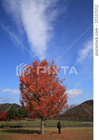 Miyagase Lake in autumn 35537012
