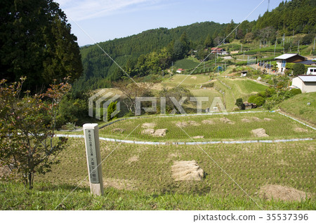 Ooguriyasu的水稻梯田 35537396