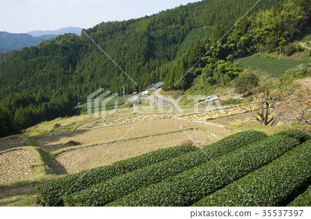 Ooguriyasu的水稻梯田 35537397