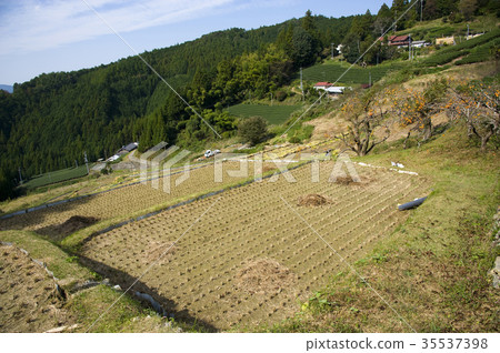 Ooguriyasu的水稻梯田 35537398