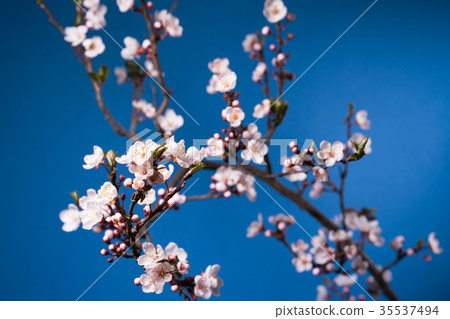 spring sakura pink flower blossoming branch 35537494