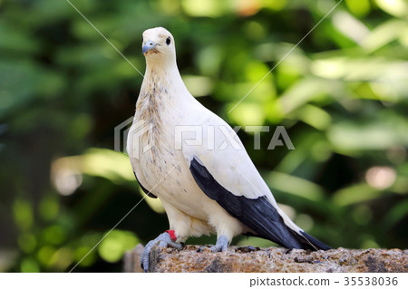 Pied imperial pigeon 35538036