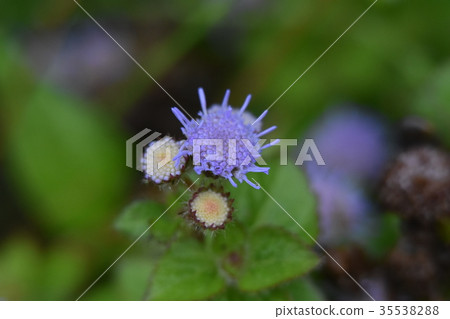 Ageratam在秋雨中變濕 35538288