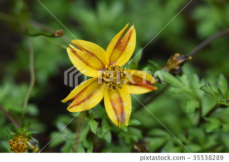 Beedance在秋雨中變濕 35538289