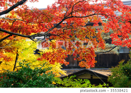 在武士住宅的秋葉 35538421