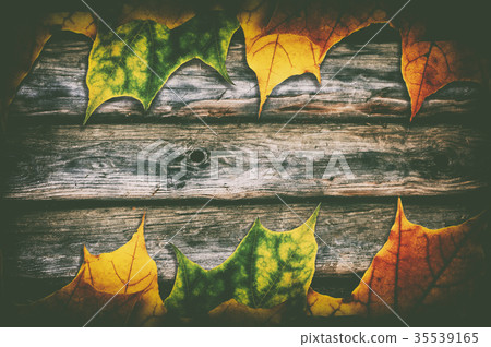 Autumn maple leaves on wooden background Autumn maple leaves on wooden background 35539165