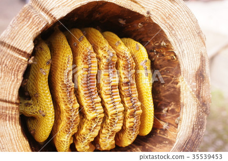 Beekeeping 15 35539453