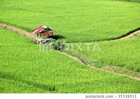 rural cottage in paddy field 35539551