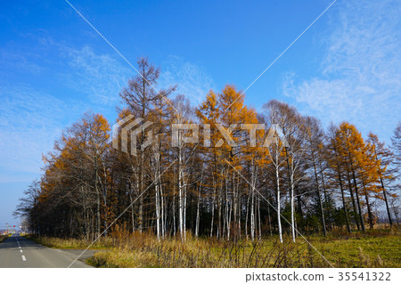 Landscape with Kara pine 35541322
