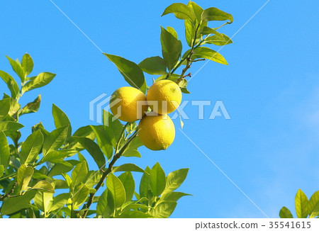 Setonai lemon Setonai lemon 35541615