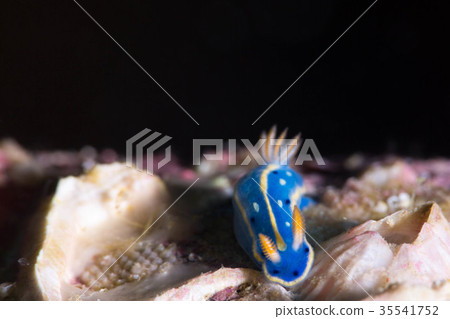 Green turtle Green turtle 35541752