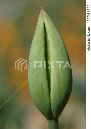 鬱金香芽 35541823