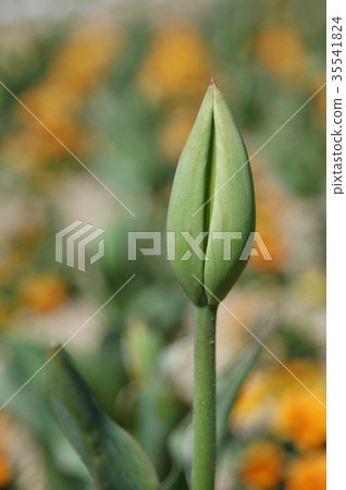 鬱金香芽一個輪子 鬱金香芽一個輪子 35541824