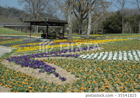 Flower field of manno park Flower field of manno park 35541825