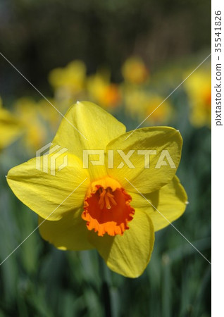 Yellow narcissus flower single wheel (Tate Tayute) Yellow narcissus flower single wheel (Tate Tayute) 35541826