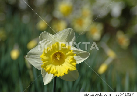 White narcissus single flower (sentinel) 35541827
