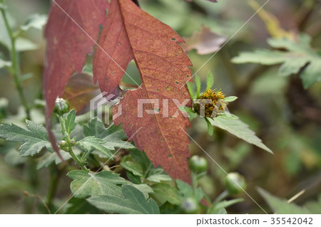 與下落的葉子的高高taikogi 與下落的葉子的高高taikogi 35542042