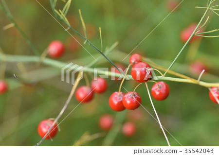 在西部陽光下閃耀的蘆筍果實 在西部陽光下閃耀的蘆筍果實 35542043