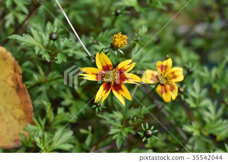 親愛的落葉 35542044